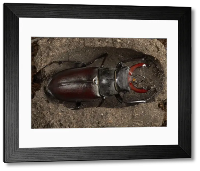 Framed Print : Picture No. 10896286 Framed Print : Picture No. 10896286