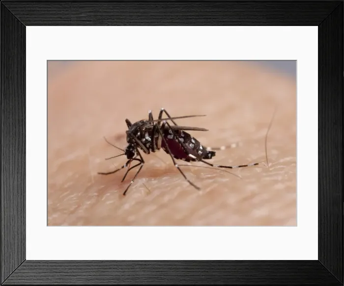Framed Print : Picture No. 10896290 Framed Print : Picture No. 10896290