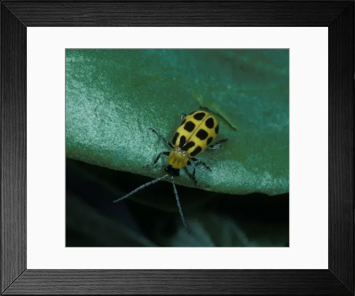Framed Print : Picture No. 10896291