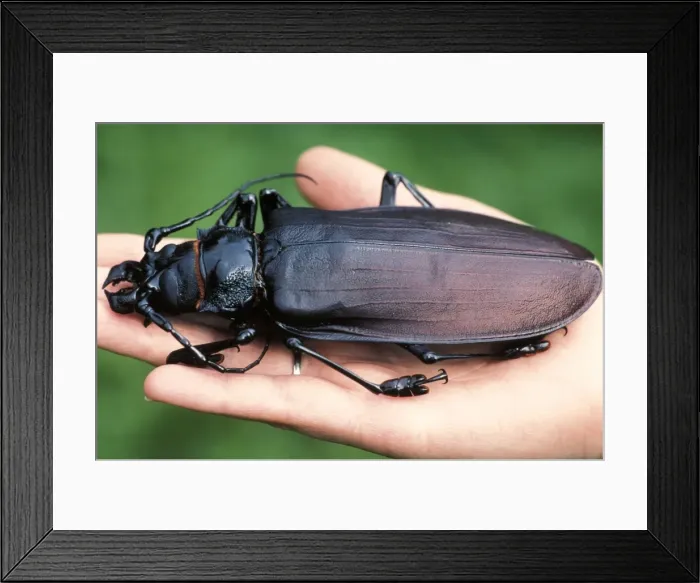Framed Print : Picture No. 10896293 Framed Print : Picture No. 10896293