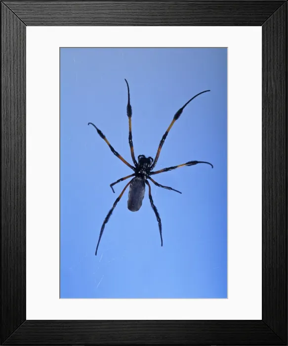 Framed Print : Picture No. 10896294 Framed Print : Picture No. 10896294