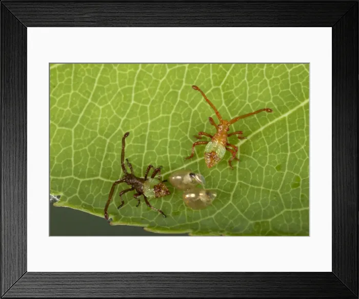 Framed Print : Picture No. 10896295 Framed Print : Picture No. 10896295
