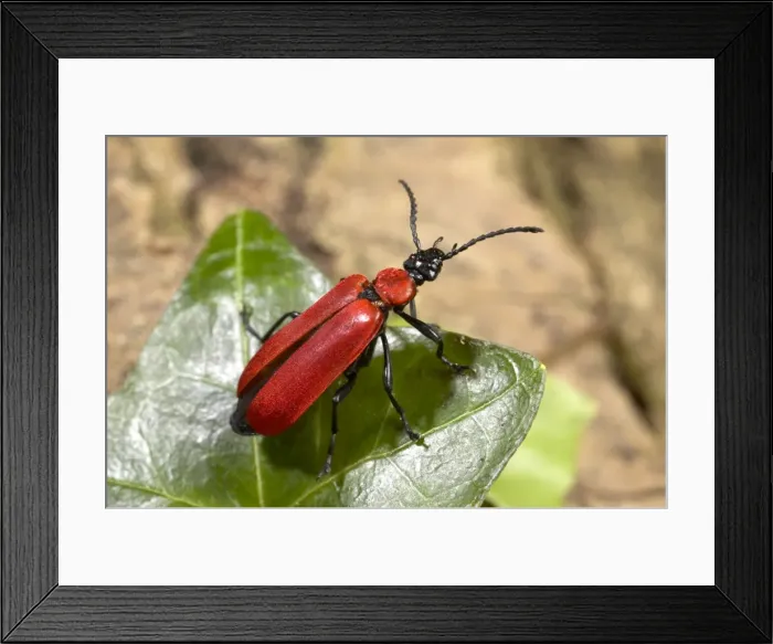 Framed Print : Picture No. 10896297 Framed Print : Picture No. 10896297