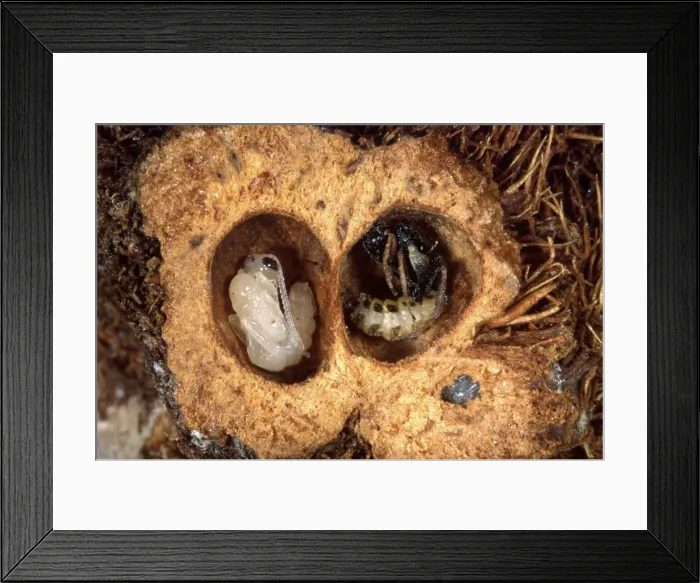 Framed Print : Picture No. 10896299