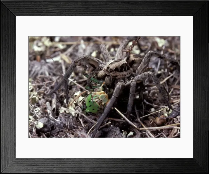 Framed Print : Picture No. 10896301 Framed Print : Picture No. 10896301