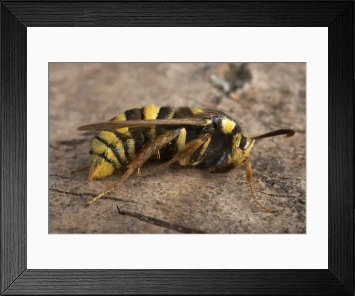 Framed Print : Picture No. 10896303 Framed Print : Picture No. 10896303