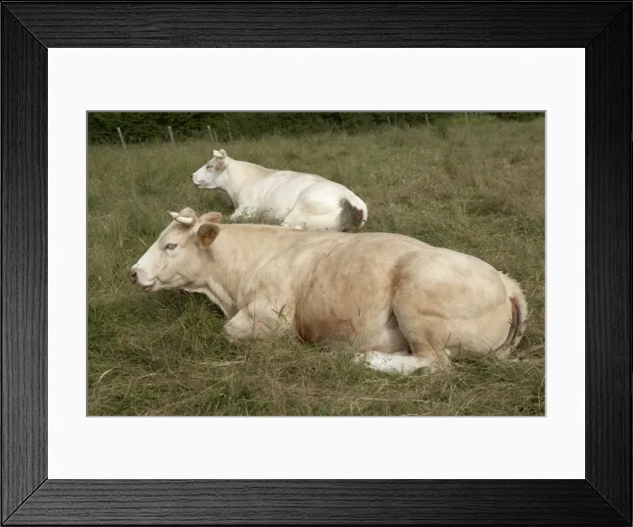 Framed Print : Picture No. 10896125 Framed Print : Picture No. 10896125