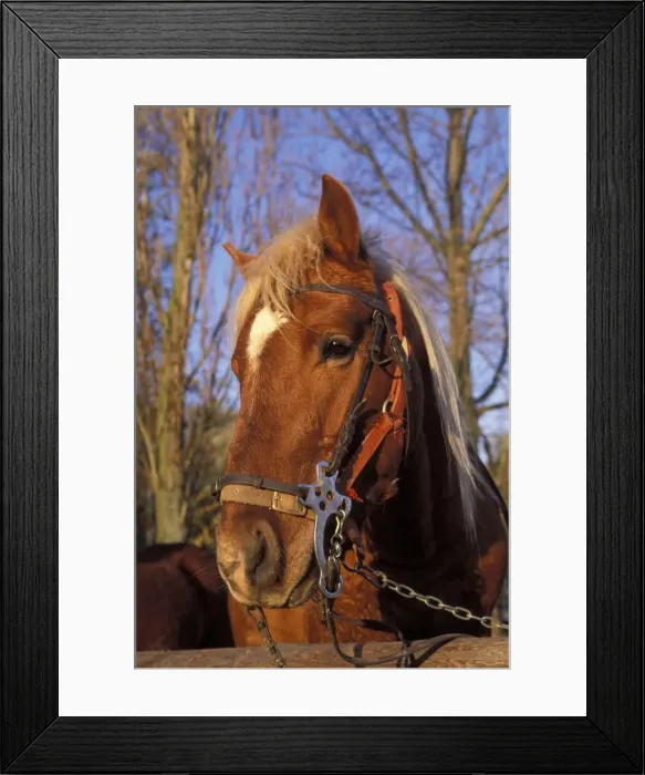 Framed Print : Picture No. 10896123 Framed Print : Picture No. 10896123