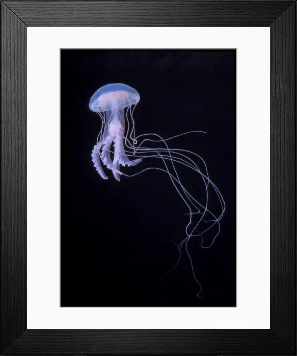 Framed Print : Picture No. 10896131 Framed Print : Picture No. 10896131
