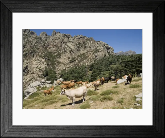 Framed Print : Picture No. 10896124 Framed Print : Picture No. 10896124