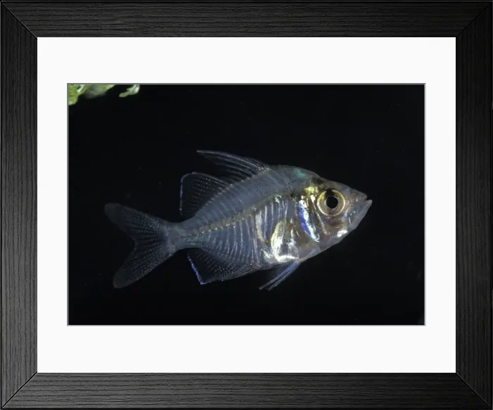 Framed Print : Picture No. 10896133 Framed Print : Picture No. 10896133