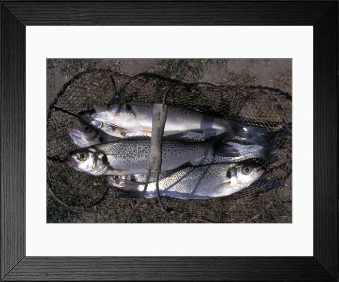Framed Print : Picture No. 10896132 Framed Print : Picture No. 10896132