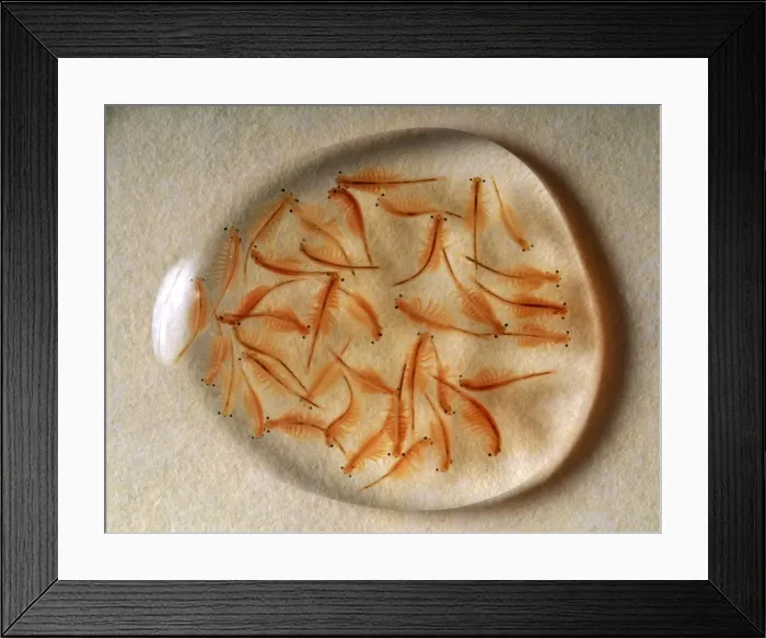 Framed Print : Picture No. 10896135