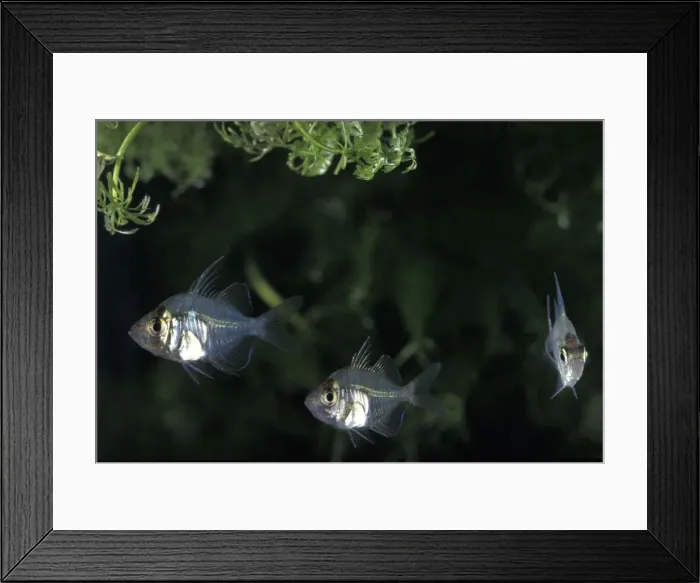 Framed Print : Picture No. 10896138 Framed Print : Picture No. 10896138
