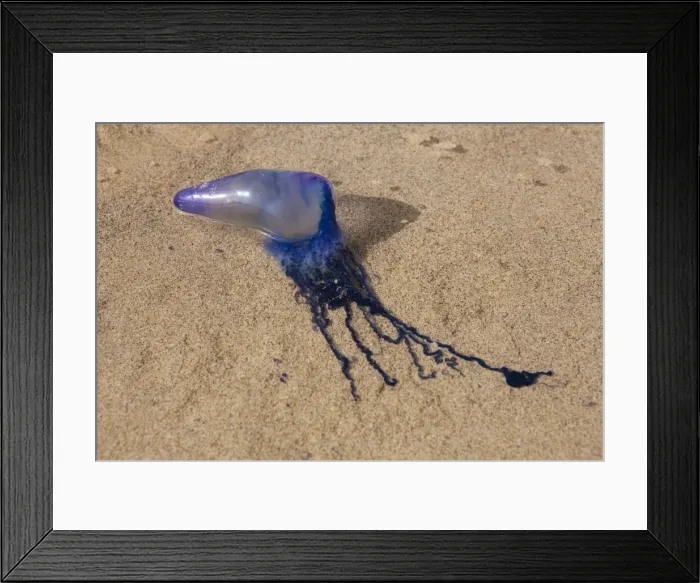 Framed Print : Picture No. 10896130 Framed Print : Picture No. 10896130
