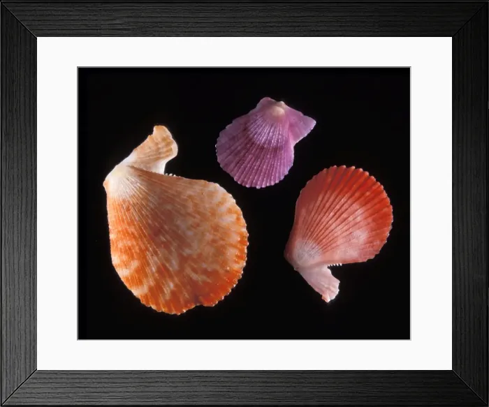 Framed Print : Picture No. 10896140 Framed Print : Picture No. 10896140