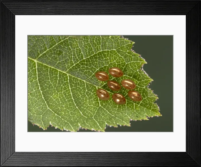 Framed Print : Picture No. 10896143 Framed Print : Picture No. 10896143