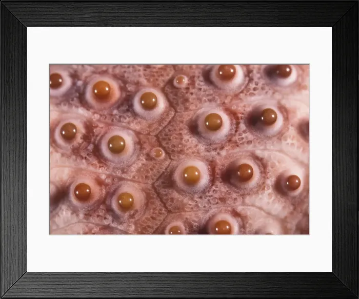 Framed Print : Picture No. 10896139 Framed Print : Picture No. 10896139