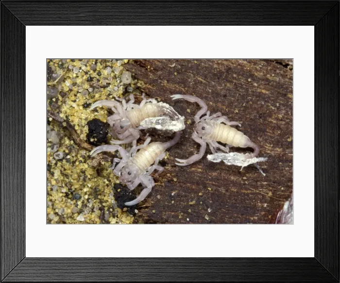 Framed Print : Picture No. 10896147 Framed Print : Picture No. 10896147