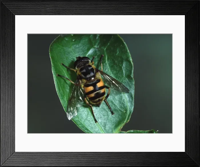 Framed Print : Picture No. 10896144 Framed Print : Picture No. 10896144