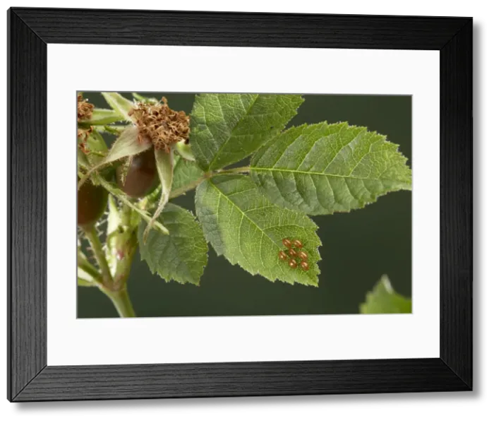 Framed Print : Picture No. 10896145 Framed Print : Picture No. 10896145