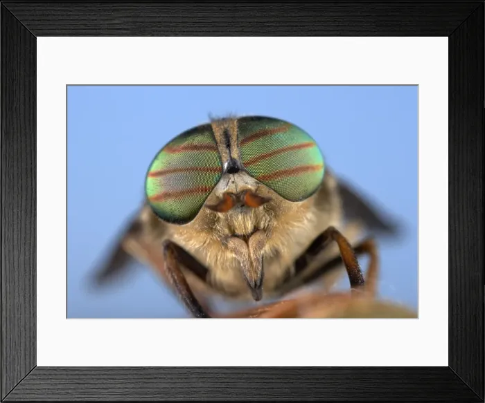 Framed Print : Picture No. 10896149 Framed Print : Picture No. 10896149