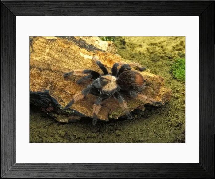 Framed Print : Picture No. 10896151 Framed Print : Picture No. 10896151