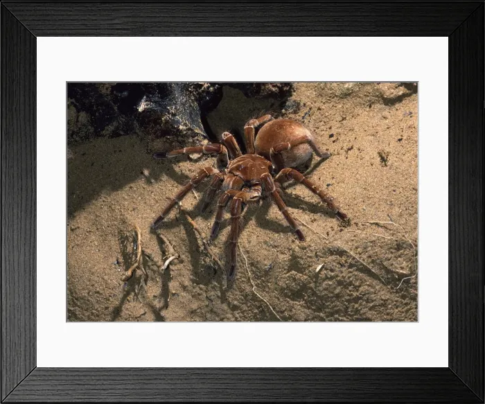 Framed Print : Picture No. 10896142 Framed Print : Picture No. 10896142