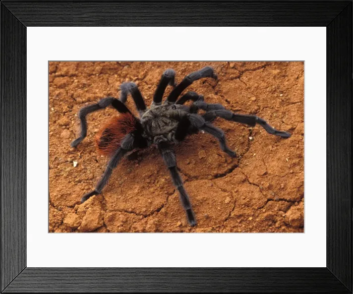 Framed Print : Picture No. 10896146 Framed Print : Picture No. 10896146