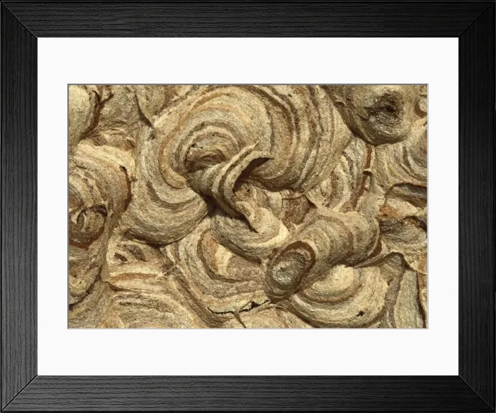 Framed Print : Picture No. 10896148 Framed Print : Picture No. 10896148