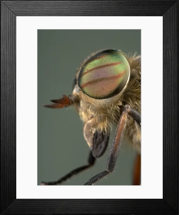 Framed Print : Picture No. 10896154 Framed Print : Picture No. 10896154