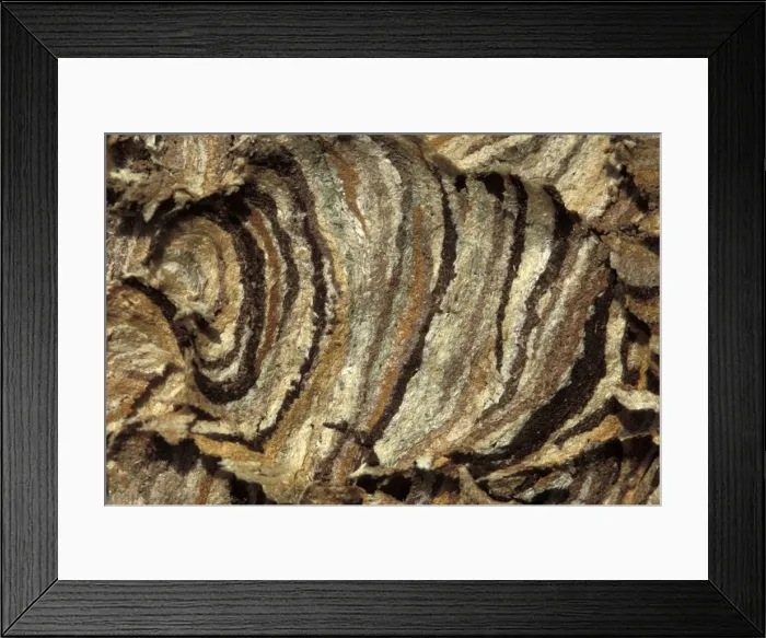 Framed Print : Picture No. 10896153 Framed Print : Picture No. 10896153