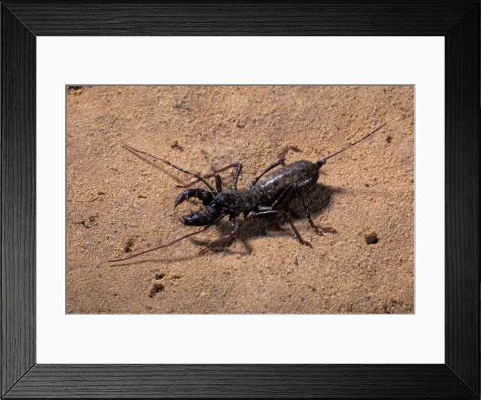 Framed Print : Picture No. 10896150 Framed Print : Picture No. 10896150