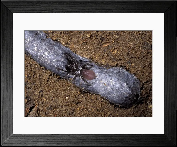 Framed Print : Picture No. 10896156 Framed Print : Picture No. 10896156