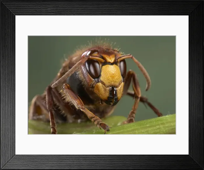 Framed Print : Picture No. 10896157