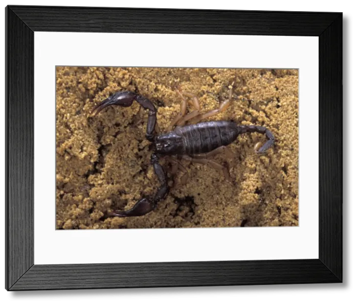 Framed Print : Picture No. 10896152 Framed Print : Picture No. 10896152