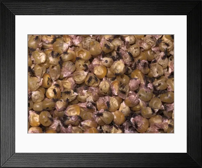 Framed Print : Picture No. 10896155 Framed Print : Picture No. 10896155