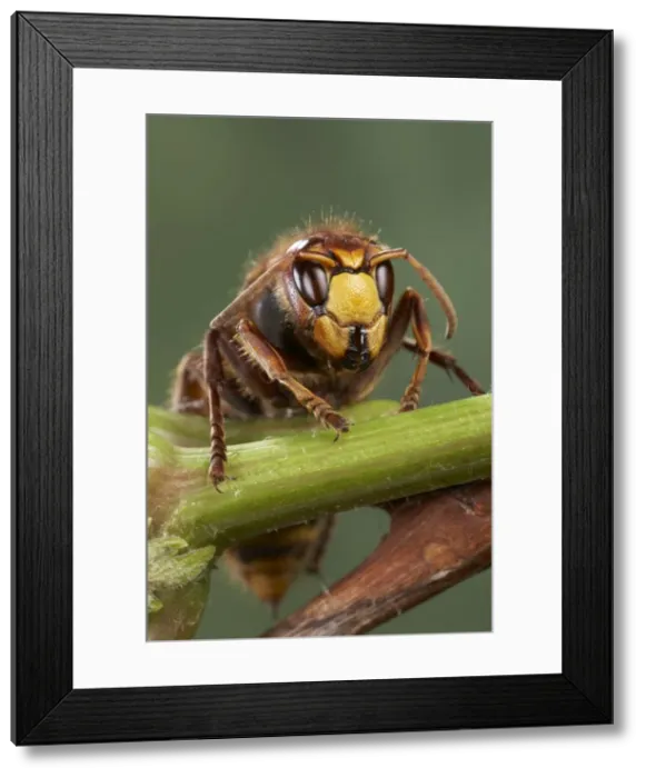 Framed Print : Picture No. 10896158