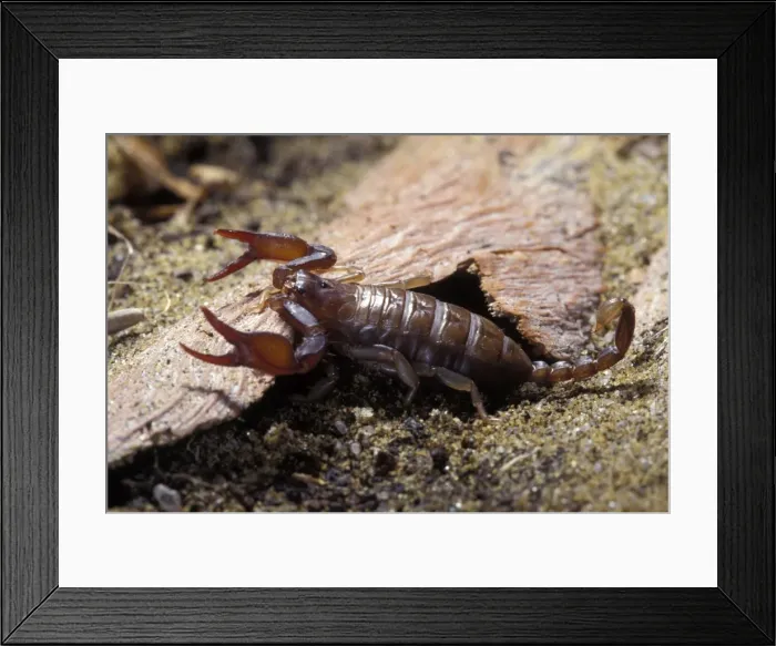 Framed Print : Picture No. 10896161 Framed Print : Picture No. 10896161