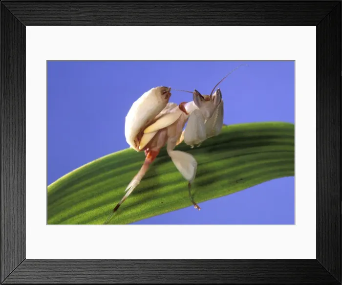 Framed Print : Picture No. 10896165 Framed Print : Picture No. 10896165