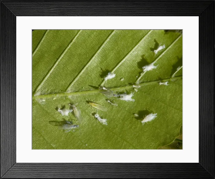 Framed Print : Picture No. 10896164 Framed Print : Picture No. 10896164