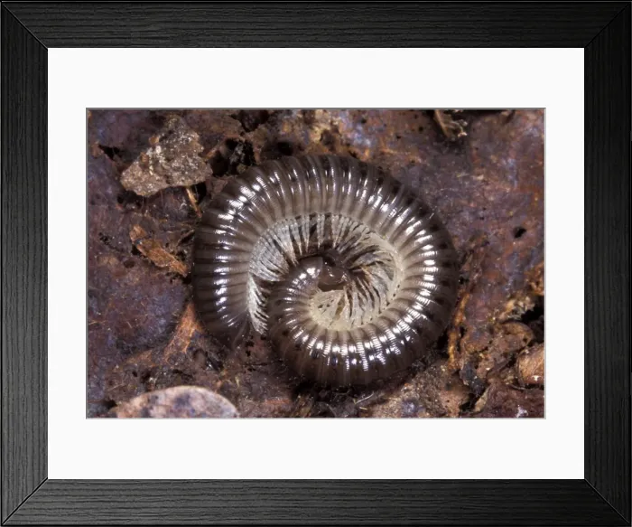 Framed Print : Picture No. 10896160 Framed Print : Picture No. 10896160