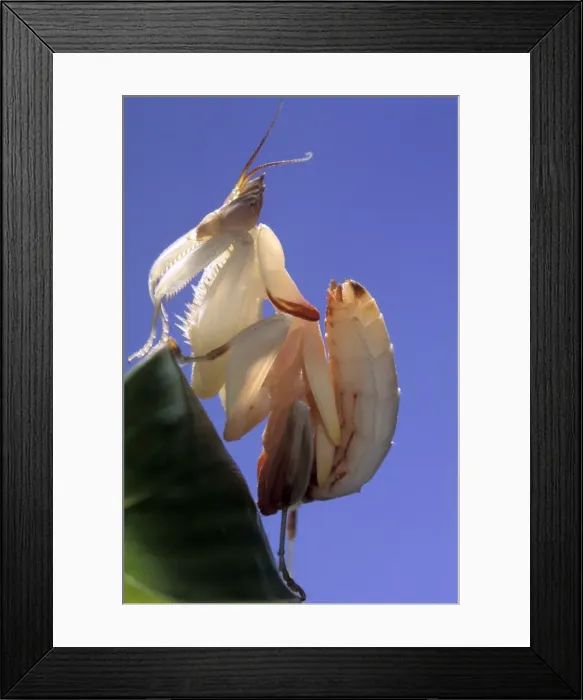 Framed Print : Picture No. 10896166 Framed Print : Picture No. 10896166