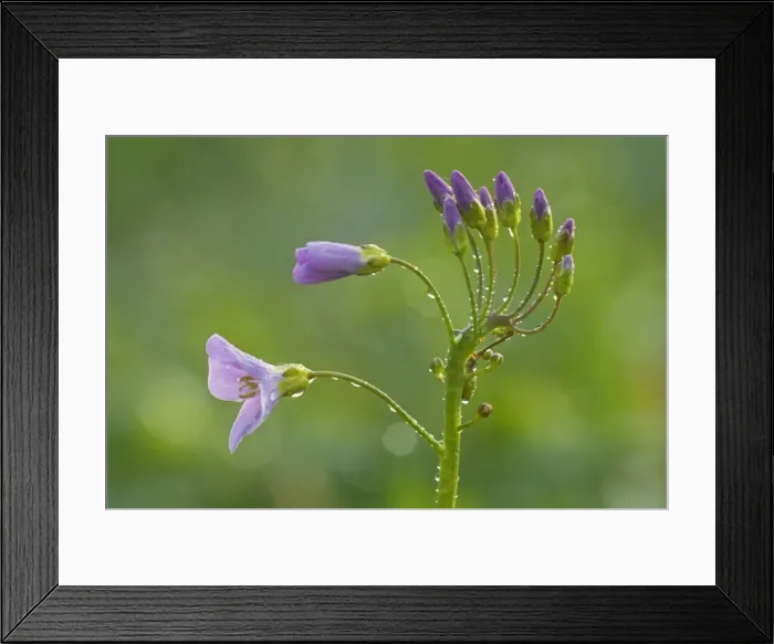 Framed Print : Picture No. 10896751 Framed Print : Picture No. 10896751