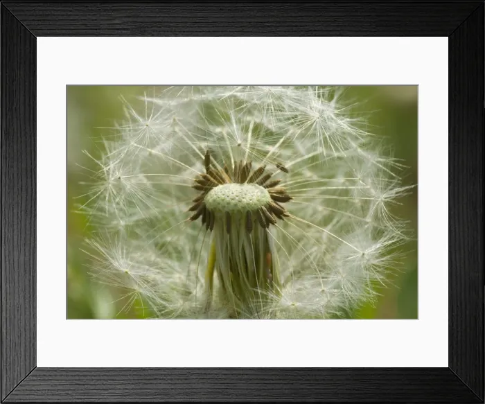 Framed Print : Picture No. 10896753 Framed Print : Picture No. 10896753