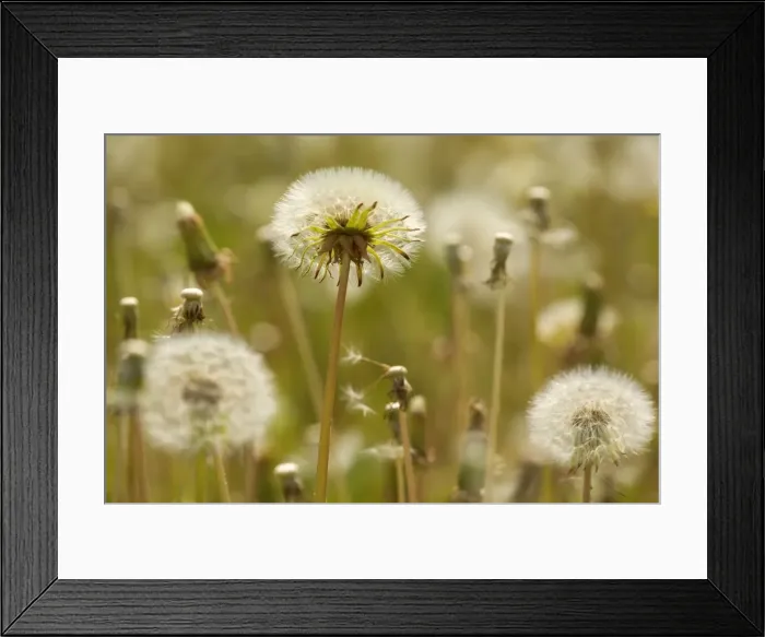 Framed Print : Picture No. 10896752 Framed Print : Picture No. 10896752