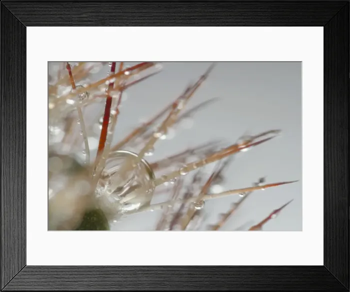 Framed Print : Picture No. 10896755 Framed Print : Picture No. 10896755