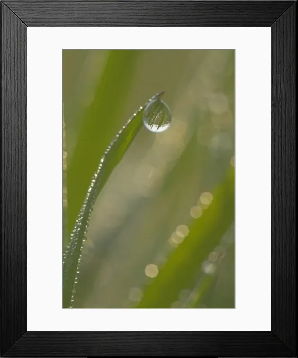 Framed Print : Picture No. 10896756 Framed Print : Picture No. 10896756
