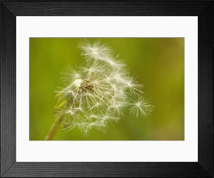 Framed Print : Picture No. 10896754 Framed Print : Picture No. 10896754