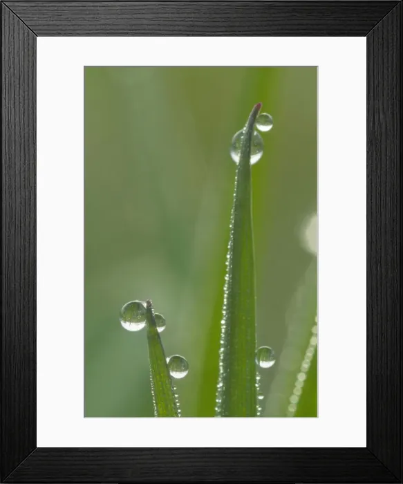 Framed Print : Picture No. 10896757 Framed Print : Picture No. 10896757